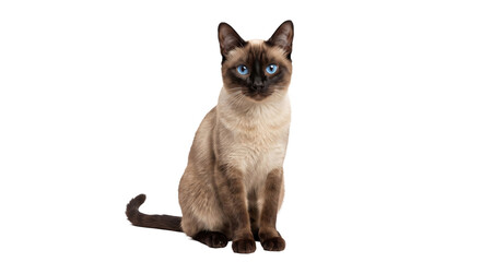 Elegant Siamese cat with striking blue eyes sitting gracefully on a white background © Sapphire