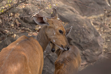 Mother Cape Bushbuck (Tragelaphus sylvaticus) grooming her calf. Taken in Kruger National Park, South Africa.