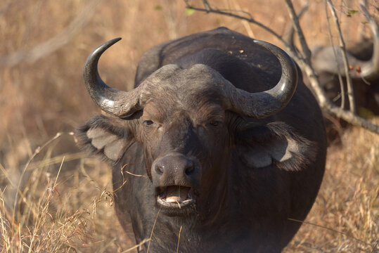Cape Buffalo (Syncerus caffer). Taken in Kruger National Park, South Africa.
