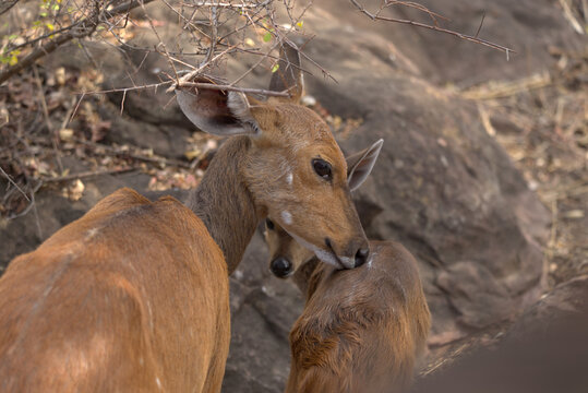 Mother Cape Bushbuck (Tragelaphus sylvaticus) grooming her calf. Taken in Kruger National Park, South Africa.