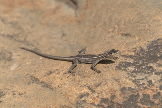 Common Flat Lizard (Platysaurus intermedius). Taken in Kruger National Park, South Africa.