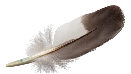 Brown and white bird feather with fluffy downy base, isolated on transparent background © Viktor
