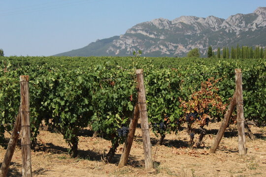 Mountain vinyard