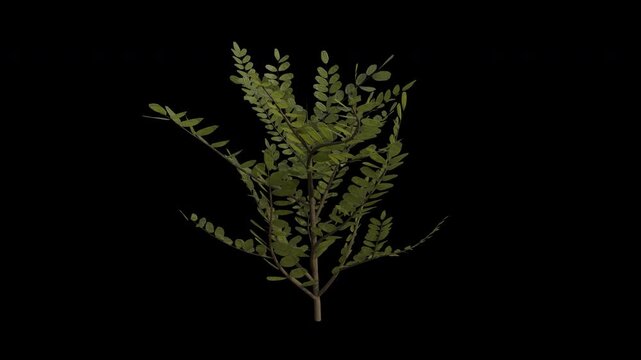 Black Locust Sapling Swaying in Wind Loop Animation with Alpha Channel. Wind Blows The Robinia Pseudoacacia Sapling. False Acacia Tree Leaves Swaying. Animated Tree Branches Moving in Breeze