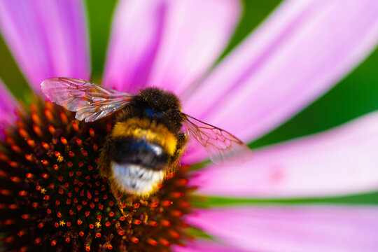 A bumblebee on a flower in the garden in summer.