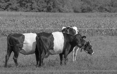 cows on the farm © Jason