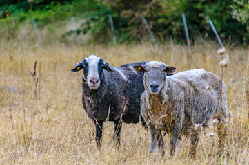 Two domestic sheep standing together on dry grass pasture looking directly at camera  © SK
