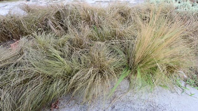 Wild golden feather grass and dry meadow plants growing in a garden border.