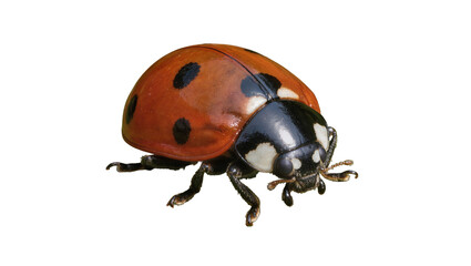 Red ladybug with black spots, isolated on transparent background © Constantin