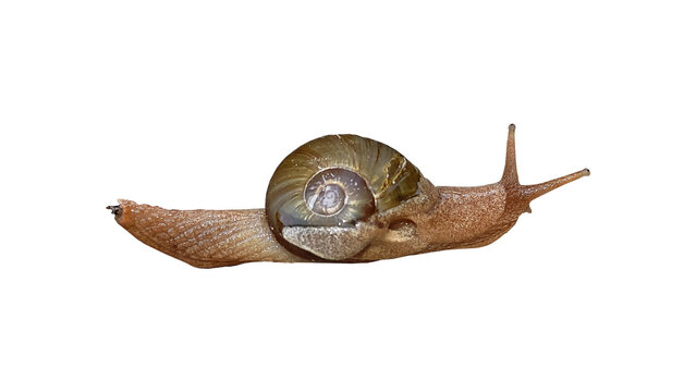 Snail with shell traveling right in a transparent background