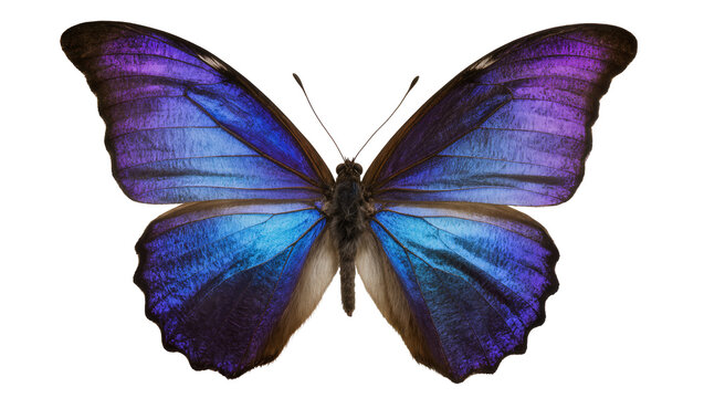 Vibrant blue and purple morpho butterfly wings, isolated on transparent background