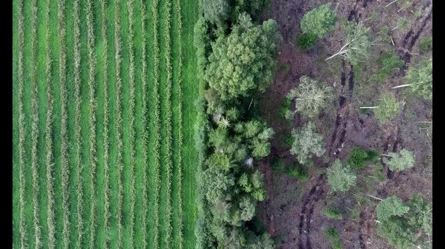 Top-down drone footage flying straight above the boundary between a cultivated green agricultural field, dense forest and a recently clear-cut woodland area in rural Estonia.