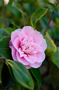 Blooming pink Camellia Japonica flower and leaves sprinkled in morning dew, close up, blurred background 