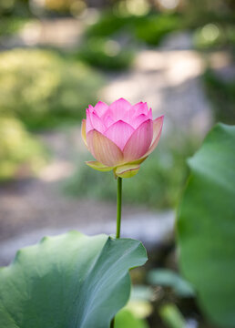 A blooming pink lotus flower growing in a water garden