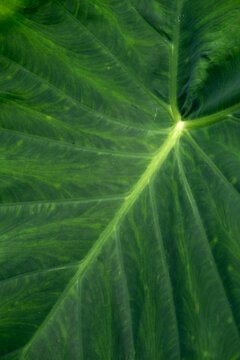 Lush green tropical foliage with large elephant ear leaves and natural botanical texture