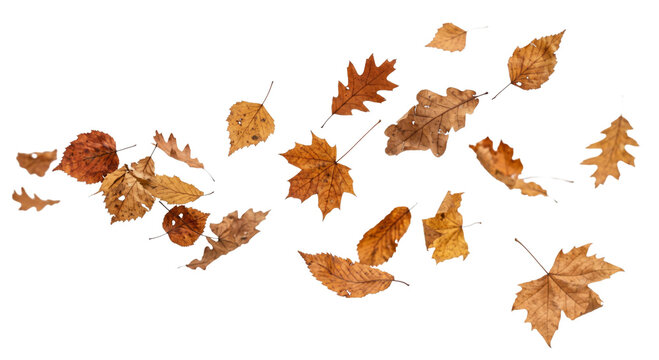 Scattered autumn leaves falling in the wind, a natural seasonal display
