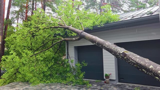 Fallen tree on house roof after storm. hurricane damage, property insurance