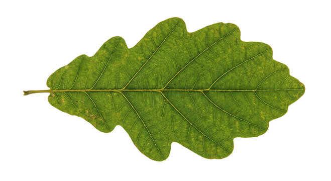 Detailed view of a single green oak leaf with prominent veins and lobed edges