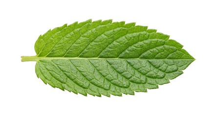 Single fresh green mint leaf with serrated edges and visible veins on white background © Sapphire