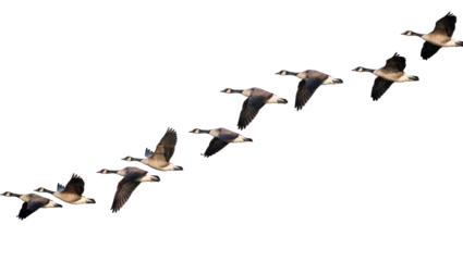 Fotobehang Vogels Flock of Canada geese flying in formation, isolated on transparent background  © Veaceslav