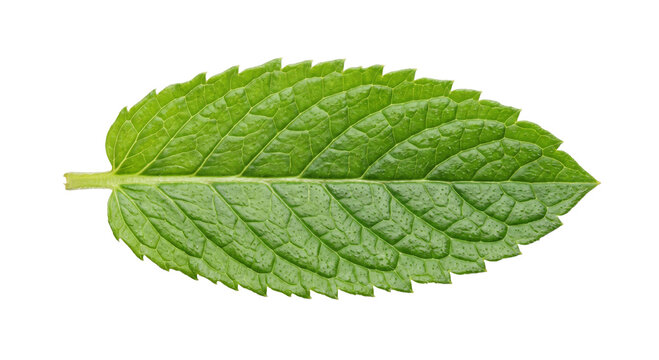 Single fresh green mint leaf with serrated edges and visible veins on white background