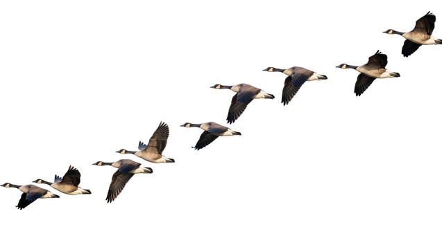 Flock of Canada geese flying in formation, isolated on transparent background