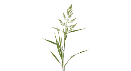 Green grass seed head with long leaves isolated on white background © Sapphire
