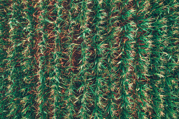 Fototapeta premium Top down drone shot of a structured maize field with symmetrical rows. Concept of precision agriculture, crop monitoring, industrial farming, and food production.