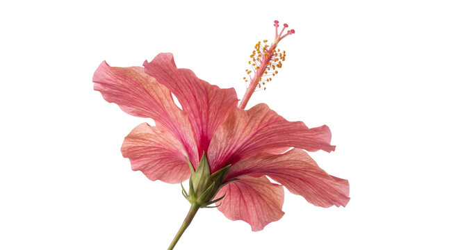 Delicate pink hibiscus flower with prominent stamen and pistil on a white background