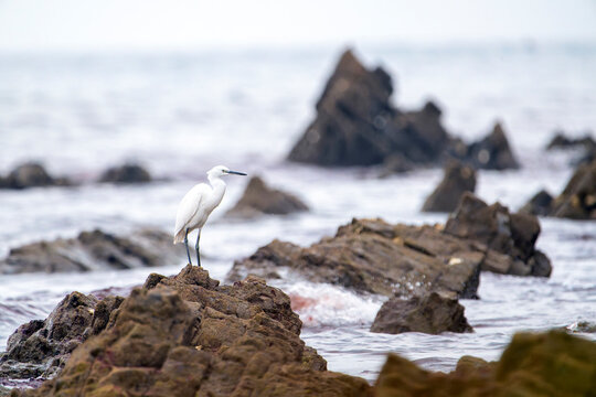 Little egret  in the water.