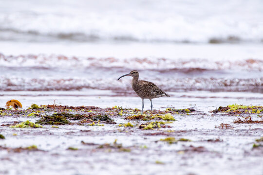 Whimbrel on the coast.