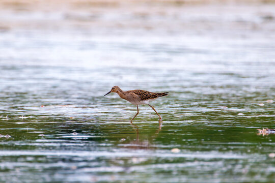 Ruff in the water looking for food