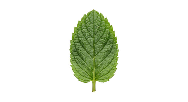 Single green mint leaf with serrated edges and prominent veins on white background