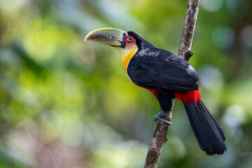Red-breasted toucan or green-billed toucan (Ramphastos dicolorus) perched on a branch in Atlantic Forest (Mata Atlântica), São Paulo, Rio de Janeiro, Brazil. © Tomas Drahos