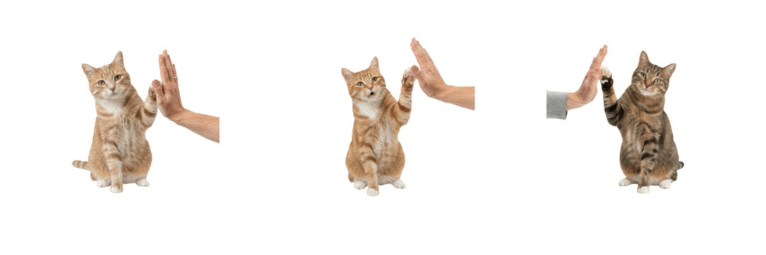 Cute cats giving high five to human hand isolated on white background, funny pets playing with owner, training animal obedience concept, transparent PNG graphic design asset