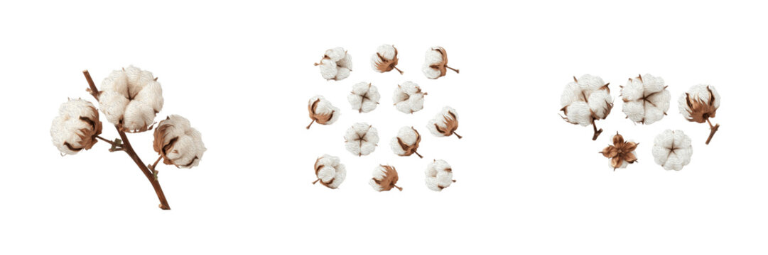 Fluffy White Cotton Bolls and Branches Isolated on Transparent Background, Organic Agriculture and Natural Textile Concept PNG