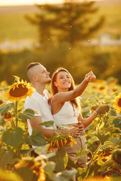 People spend time in a sunflowers field
