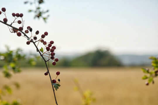 Field of dry grass background with red berries in the foreground 