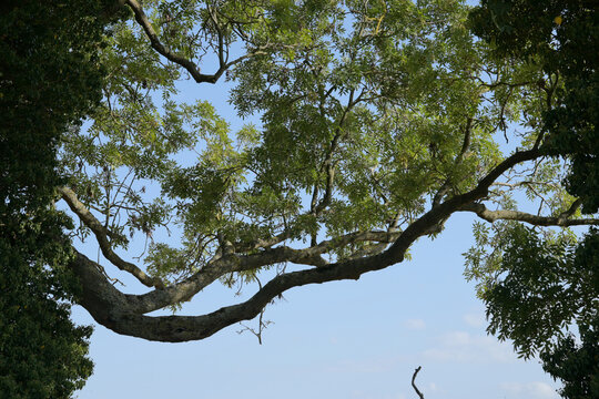 tree canopy and blue sky