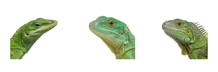 Fototapeta premium Close-up Portraits of Green Iguana Lizard Heads PNG Collection Isolated on Transparent Background, Exotic Reptiles for Wildlife Education, Terrarium Concepts and Graphic Design Assets