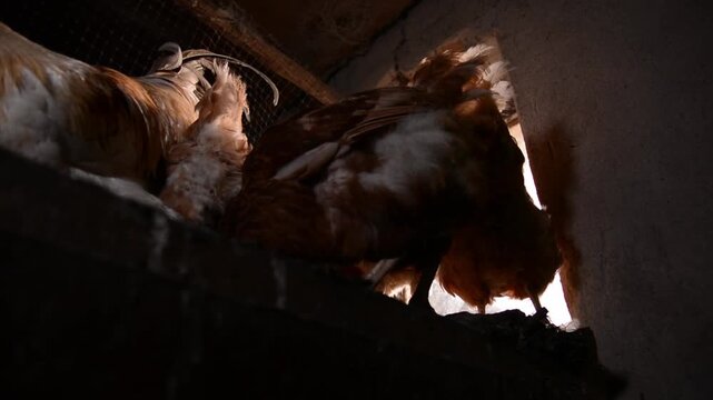 A group of brown hens gathers closely together inside a dim poultry coop near an opening illuminated by natural daylight. 