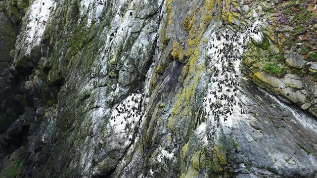 A large colony of guillemots on the cliffs of Sumburgh Head, Shetland, Scotland
