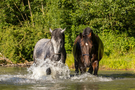 2 Pferde k&uuml;hlen sich im See ab