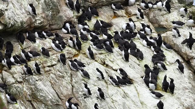 A large colony of guillemots on the cliffs of Sumburgh Head, Shetland, Scotland
