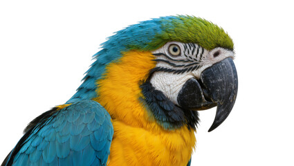 Close-up profile of a blue and yellow macaw parrot head, isolated on transparent background © vasili