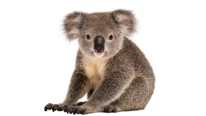 Fluffy grey koala bear sitting, isolated on transparent background © vasili