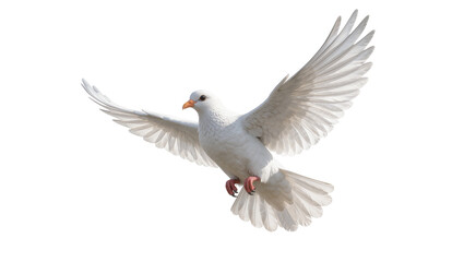 Fototapeta premium White dove bird with spread wings flying, isolated on transparent background