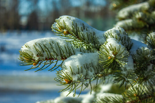 Snow-covered evergreen fir branch with fresh Needles and melting ice crystals in winter sunlight, close-up nature background symbolizing cold weather, frost and winter beauty.
