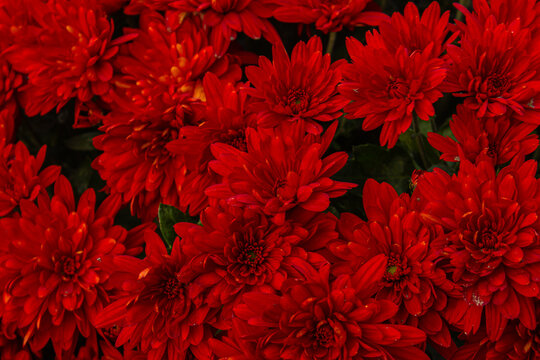 Vibrant Red Chrysanthemum flowers pattern background. Floral background with layered petals and green foliage, ideal for autumn, gardening, nature and floral design.
