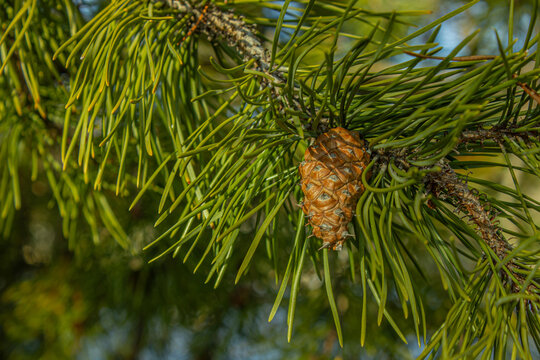 Close-up view of a green pine tree branch with needles and a fresh pinecone illuminated by warm sunlight in a forest.